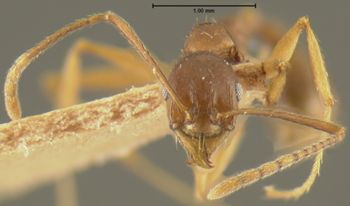 Media type: image; Entomology 20615   Aspect: head frontal view